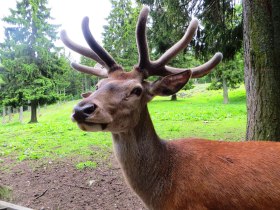 Rothirsch im Bast, &copy; Wiener Alpen in Nieder&ouml;sterreich - Schneeberg Hohe Wand