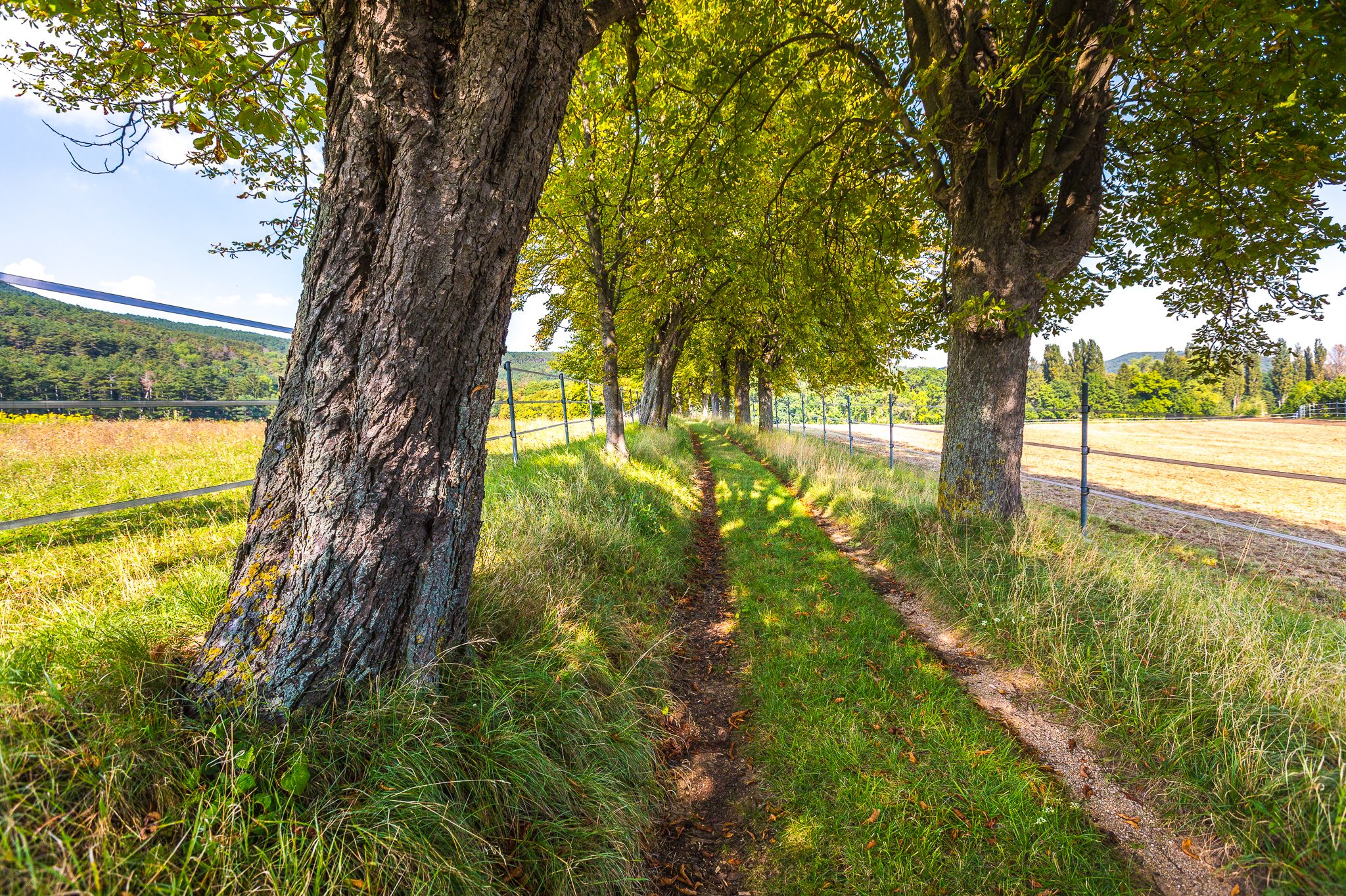Ein schmaler, grasbewachsener Weg zwischen Bäumen und einem Zaun auf einer Wiese.