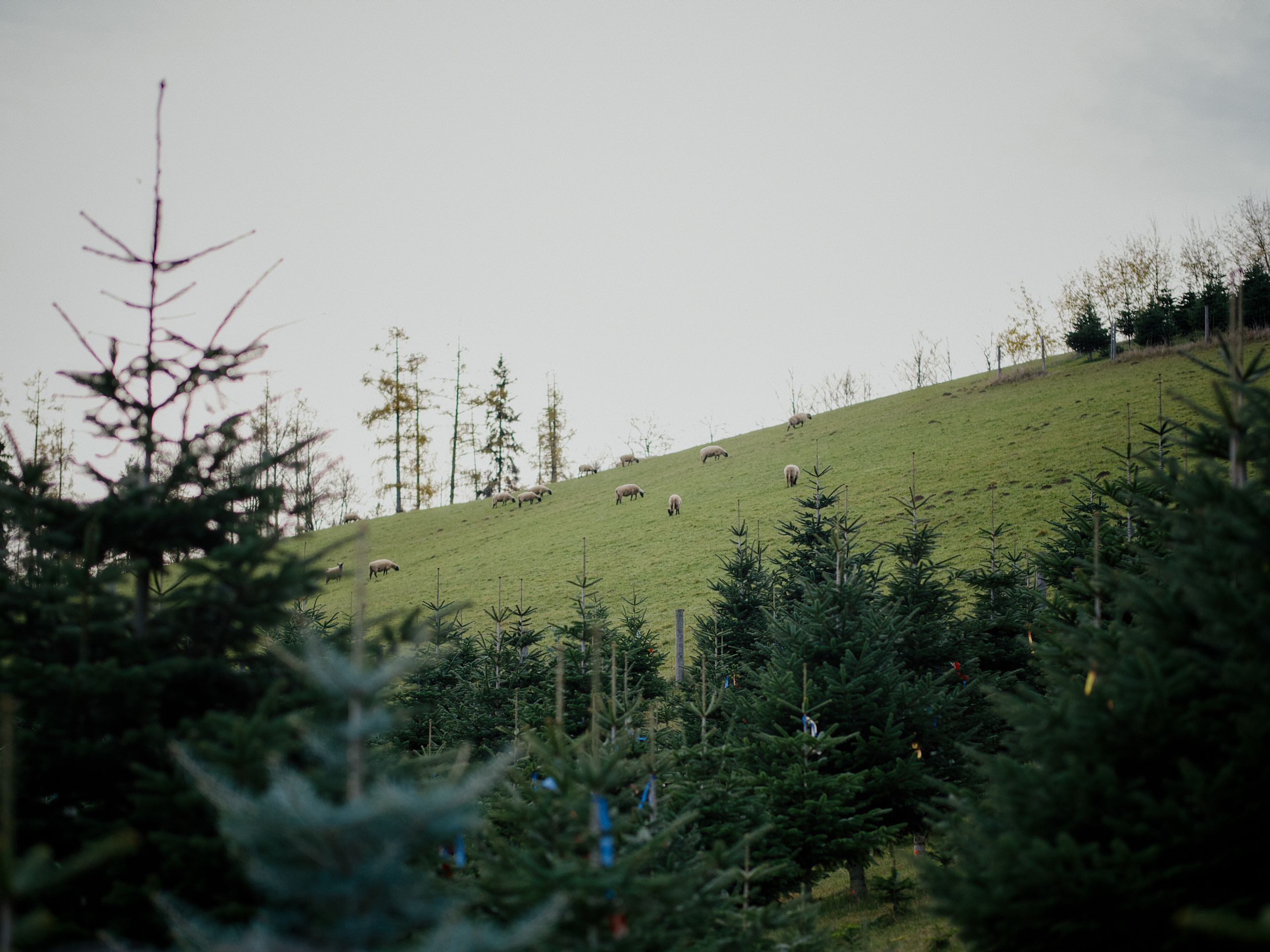 Fir trees in a field, with sheep grazing on a hillside in the background.
