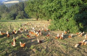 Chickens in a meadow surrounded by green trees.