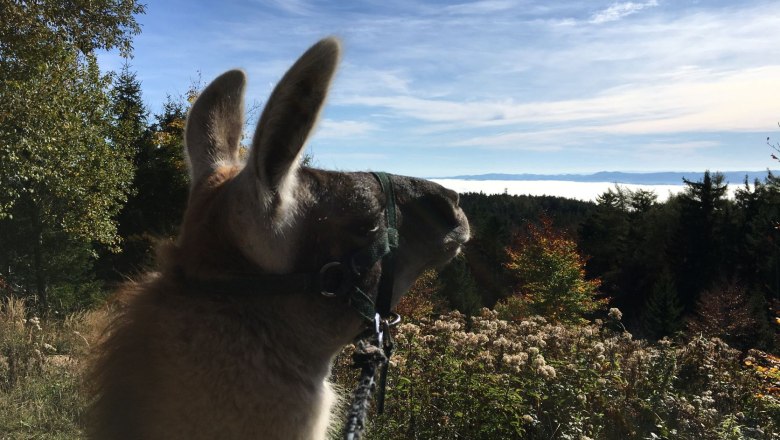 Ein Lama blickt über eine nebelverhangene Landschaft mit Bäumen und blauem Himmel.