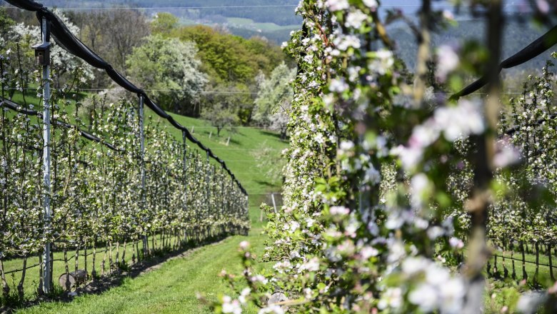 Blühender Bio-Obstgarten mit Bergen im Hintergrund.
