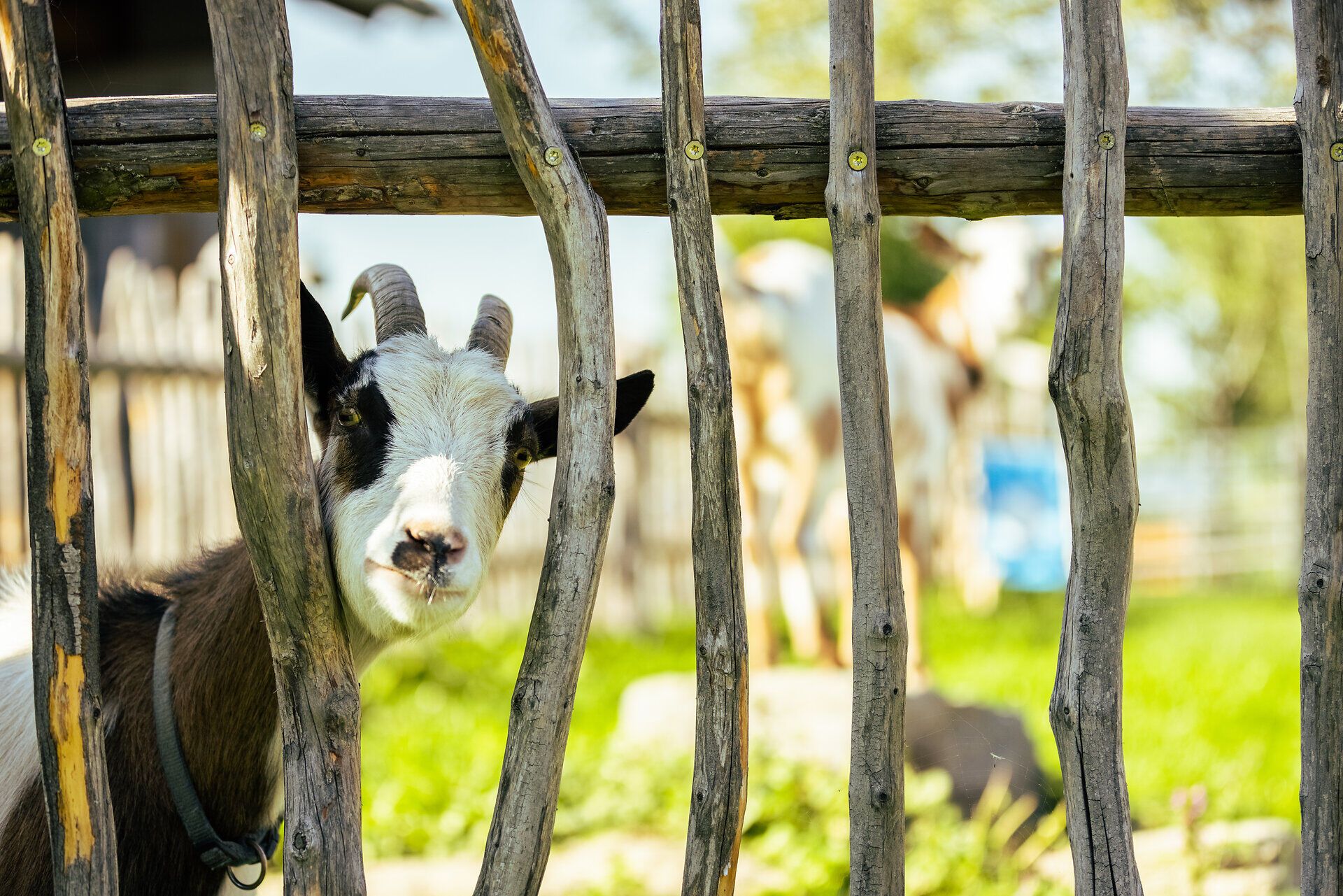 Der Ofnerhof in St. Corona liegt mitten in der Bergwelt des Wechselgebietes. Die Familienunterkunft bietet für Kinder unter anderem Ziegen und ein Spielzimmer.