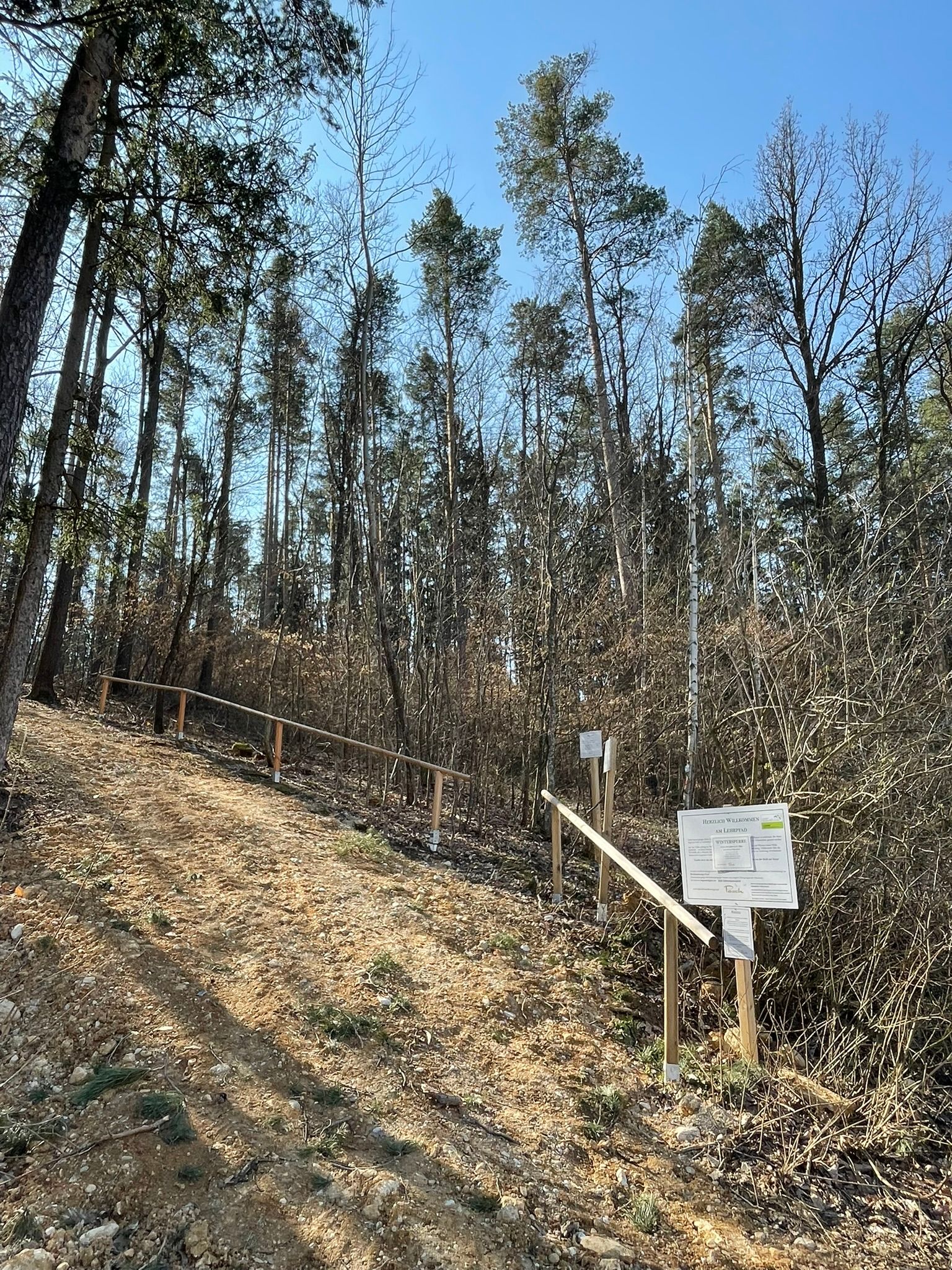Ein Waldweg mit Informationstafeln, umgeben von hohen Bäumen und blauem Himmel.