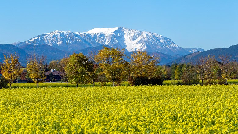 Blick auf ein gelbes Rapsfeld mit B&auml;umen im Vordergrund und dem schneebedeckten Schneeberg im Hintergrund unter klarem blauem Himmel.