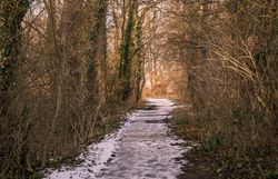 Ein Weg führt durch einen Wald mit leicht schneebedecktem Boden und seitlich gesäumt von kahlen Bäumen.