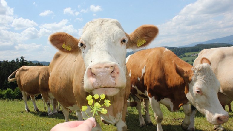 A curious cow sniffs a yellow flower held by a hand in a green meadow with a blue sky in the background.