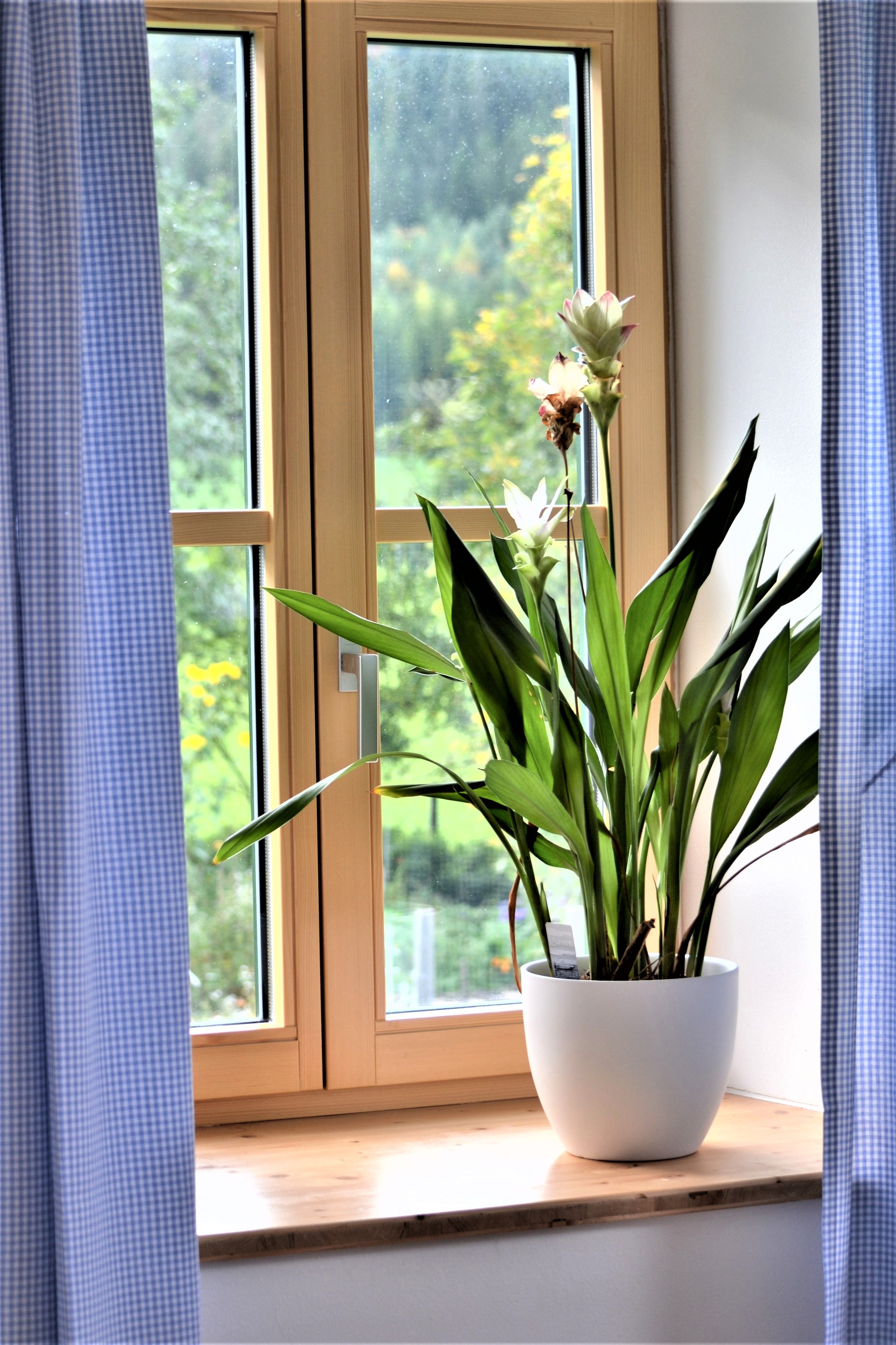Ein Fenster mit blauen Vorhängen und einer Pflanze im weißen Topf auf der Fensterbank.