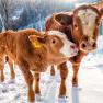 Two cows are standing in the snow next to a fence.