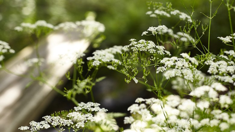 Blumenwiese unter dem Bl&auml;tterdach, &copy; Wiener Alpen/Christian Kremsl