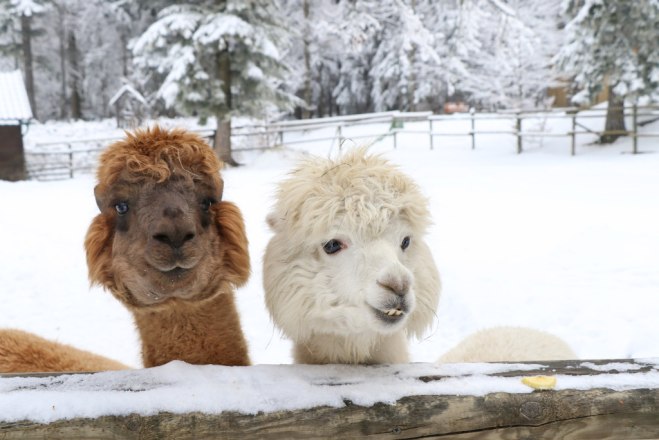 Lama_Alpaka Wanderung Hohe Wand_Michi Fraller, &copy; Naturpark Hohe Wand