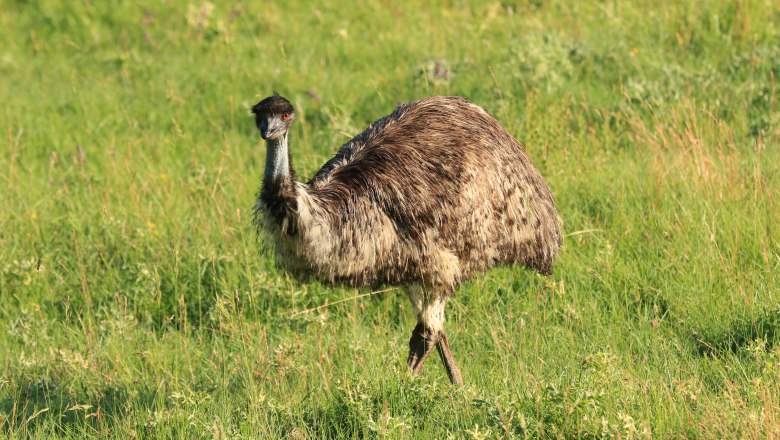 Ein Emu steht auf einer grünen Wiese.
