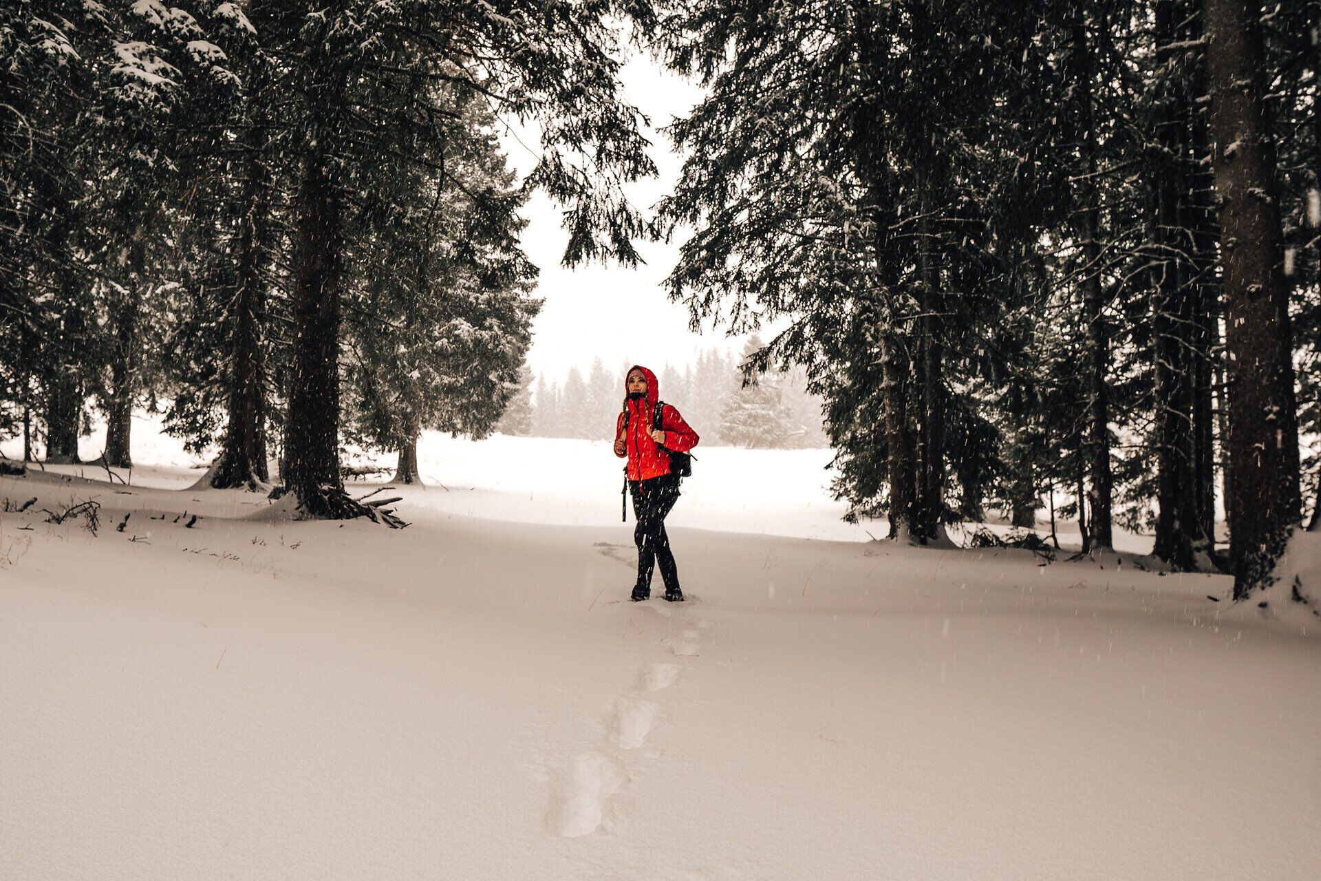 Ein Wanderer durchquert die verschneite Winterlandschaft, umgeben von majestätischen Tannen, die sanft im Schnee glitzern. Die ruhige Atmosphäre und die frische, kalte Luft laden dazu ein, die Schönheit der Natur in vollen Zügen zu genießen.