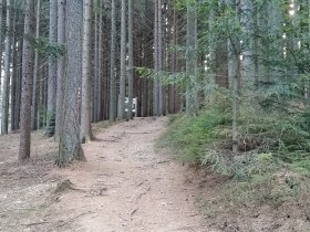 Waldweg bei der Erlebnisarena, &copy; Wiener Alpen in Nieder&ouml;sterreich - Wechsel