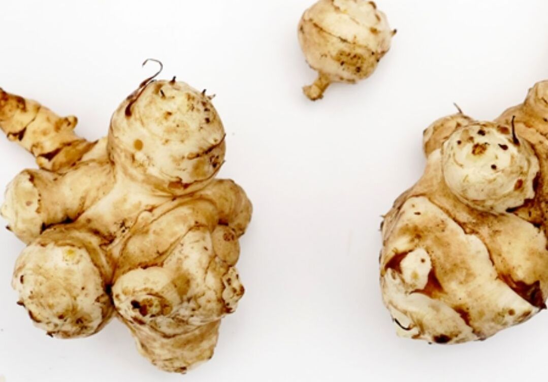 Topinambur-Knollen vor weißem Hintergrund.