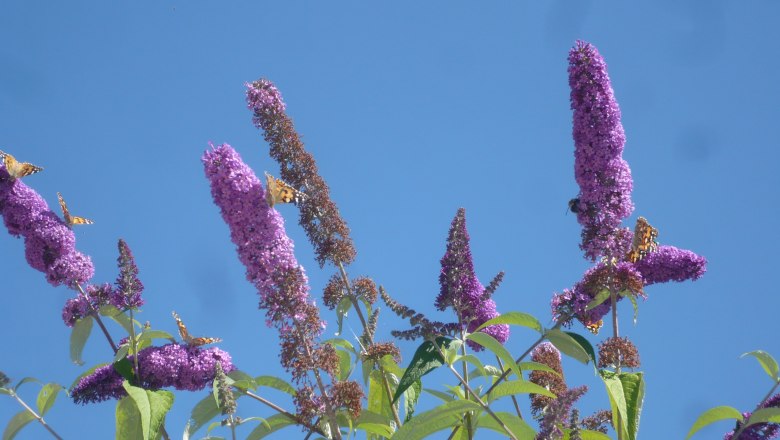 Schmetterlinge auf lila Bl&uuml;ten vor blauem Himmel.
