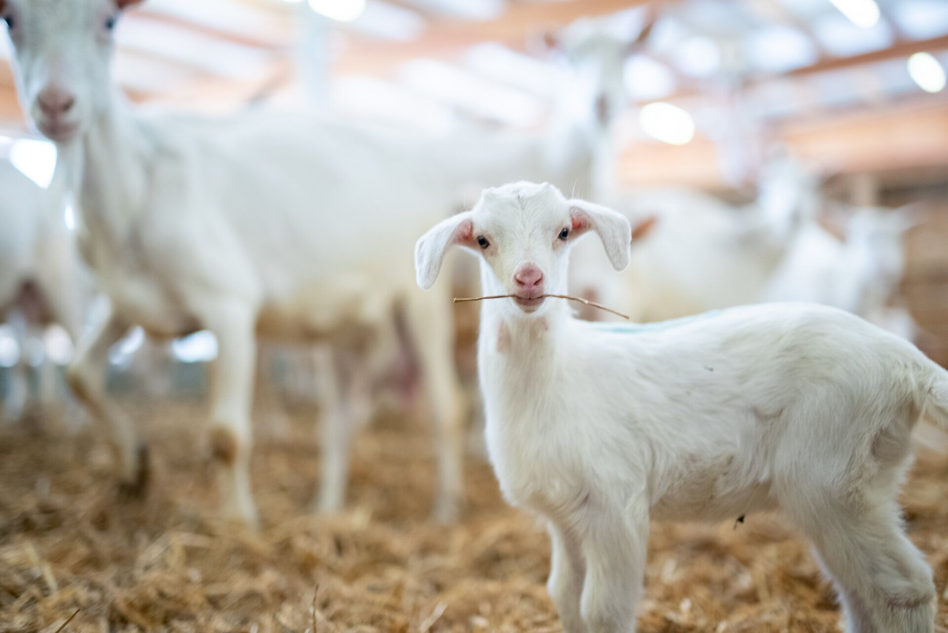 Ein neugieriges Zicklein erkundet die Umgebung und genießt die frische, ländliche Luft. Umgeben von sanften Hügeln und der idyllischen Atmosphäre der Buckligen Welt, strahlt der Ziegenhof Mandl eine einladende Ruhe aus. Hier können Besucher die Schönheit der Natur hautnah erleben und die Freude an den Tieren teilen.