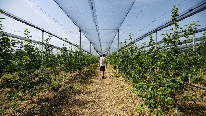 Person walks through an orchard with nets over the trees.