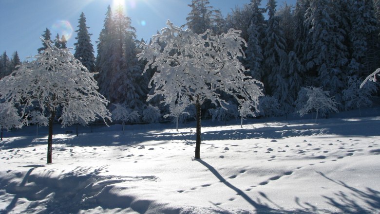 Verschneite Landschaft mit Bäumen im Sonnenschein.