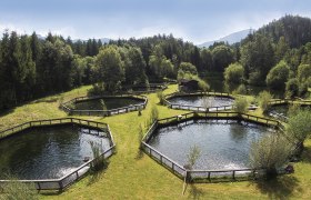 Several ponds in a green landscape with trees in the background.