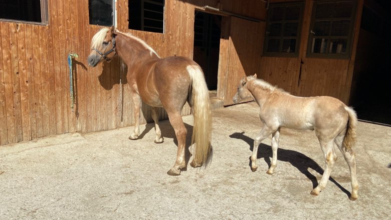 Ein Haflinger-Pferd und ein Fohlen stehen vor einem Holzstall.