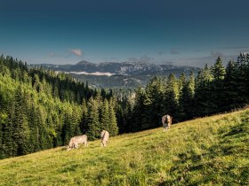 Aussicht von der Kranichberger Schwaig, &copy; Wiener Alpen in Nieder&ouml;sterreich - Wechsel