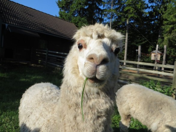 Alpaka, &copy; Naturpark Hohe Wand