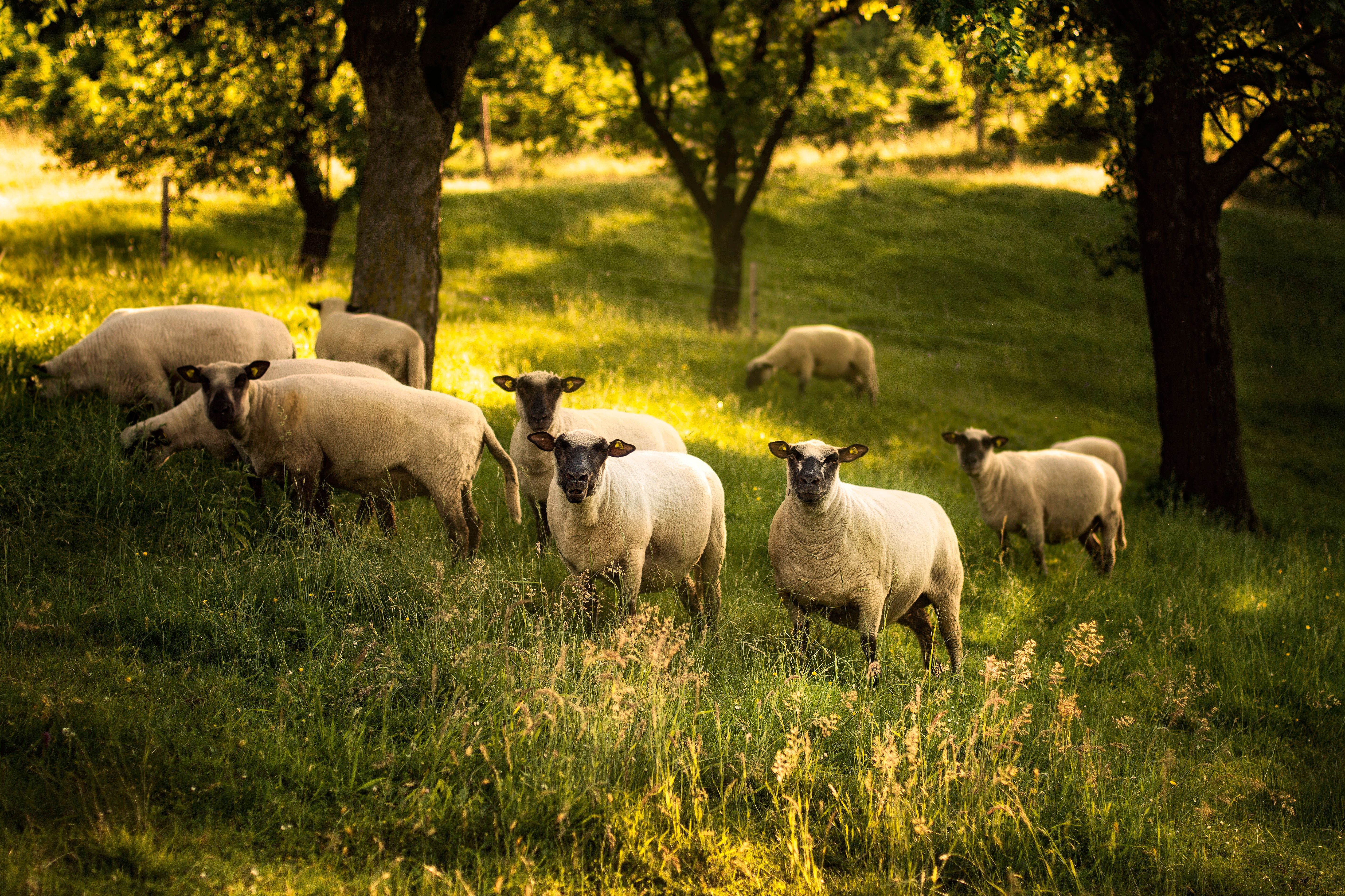 Several sheep are standing and grazing in a sunny meadow among the trees.