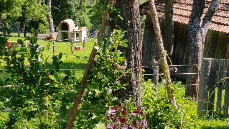 A garden with a tree, plants in a pot and a sign saying 'Gria&szlig; di'.