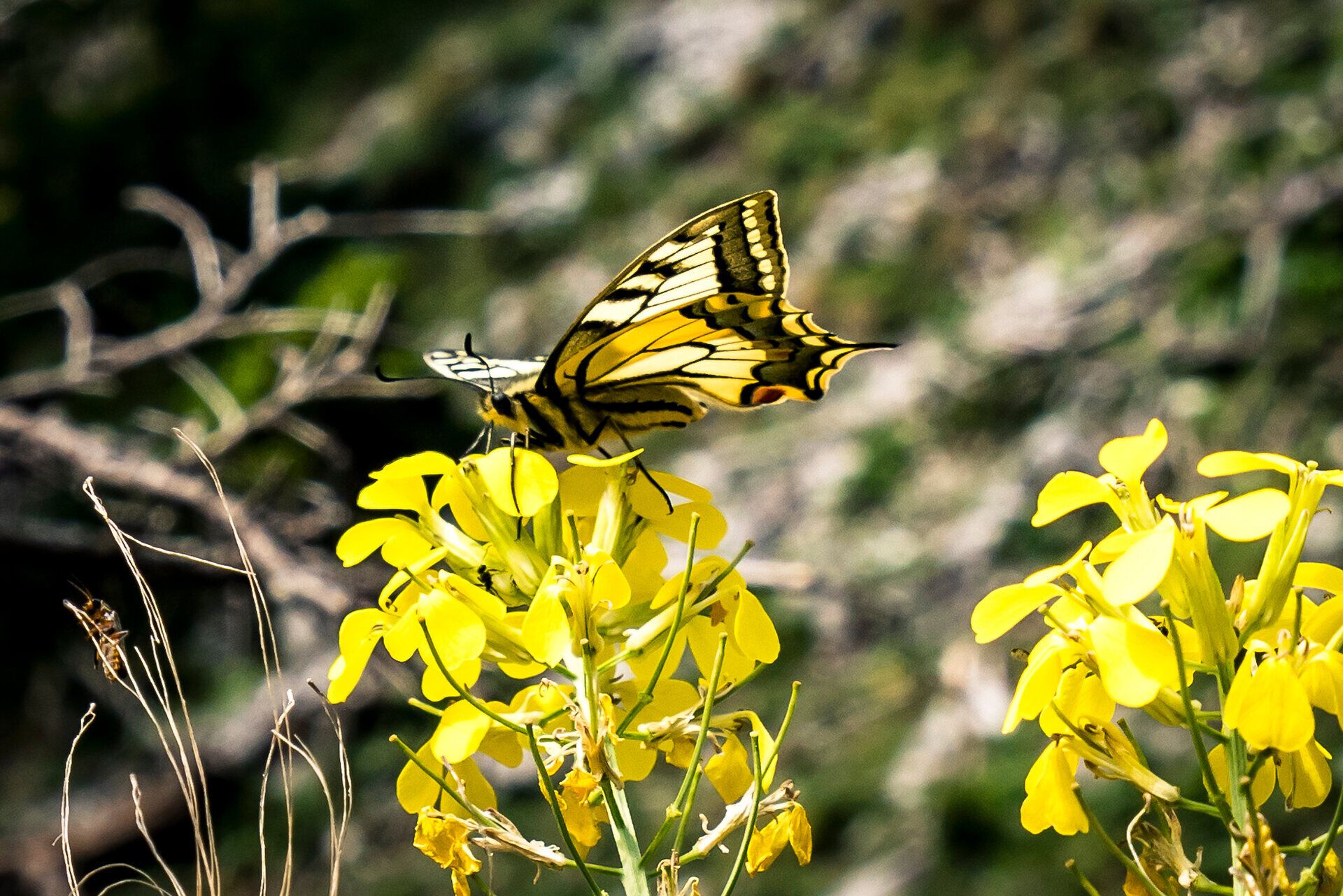 Ein prächtiger Schmetterling tanzt über die leuchtend gelben Blüten, während die sanften Hügel im Hintergrund eine friedliche Kulisse bieten. Die frische Bergluft und die Farbenpracht der Natur laden dazu ein, innezuhalten und die Schönheit des Augenblicks zu genießen.