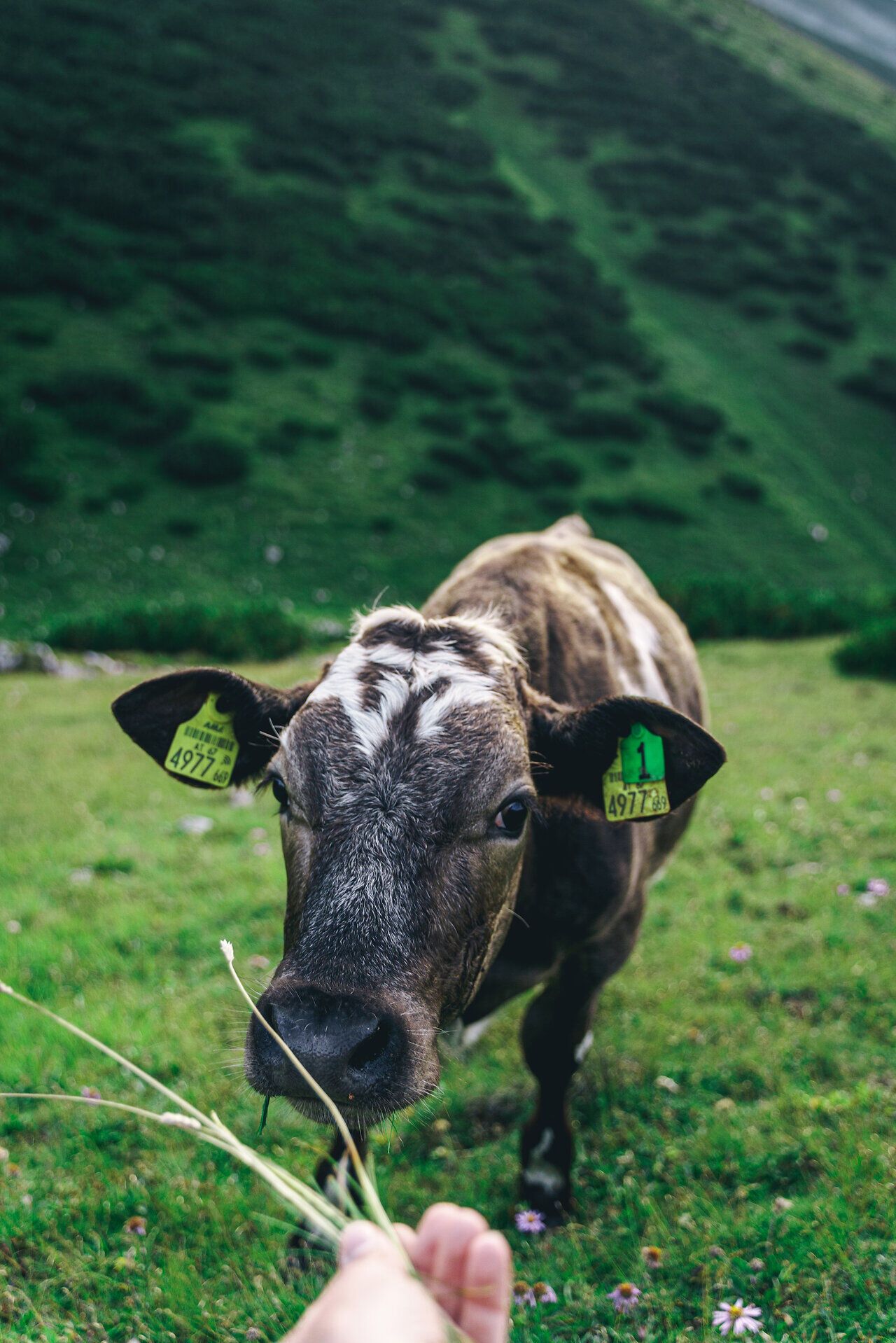 Eine sanfte Wiese erstreckt sich unter dem strahlend blauen Himmel, während eine neugierige Kuh sanft an frischem Gras knabbert. Die idyllische Landschaft der Wiener Alpen lädt dazu ein, die Ruhe und Schönheit der Natur zu genießen.