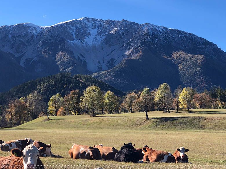 Cows in a meadow in front of a snow-covered mountain.