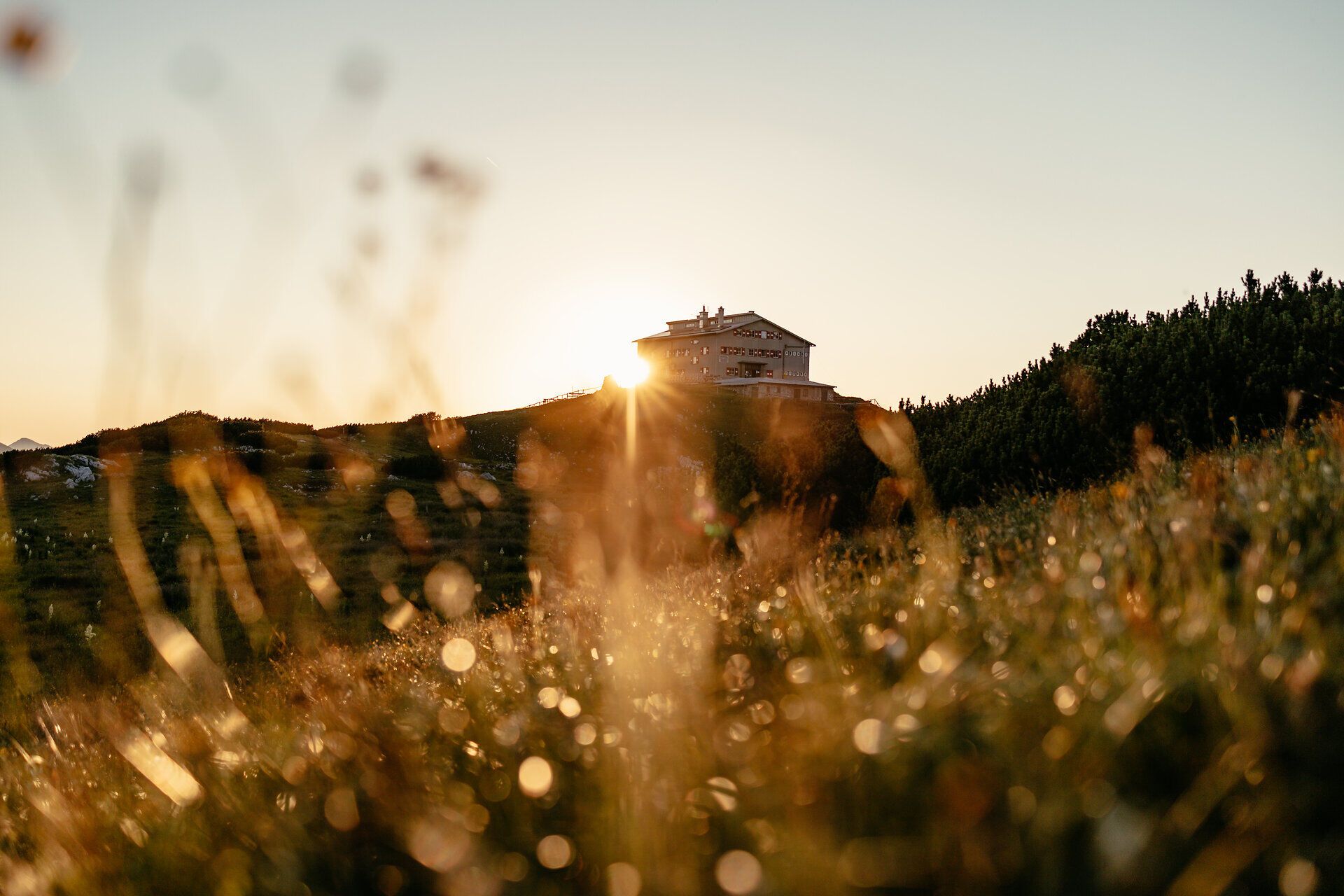 Die goldenen Strahlen der Abendsonne tauchen die sanften Hügel in ein warmes Licht, während die Wiesen mit blühenden Gräsern und zarten Blumen geschmückt sind. Ein Gefühl von Ruhe und Freiheit durchdringt die Luft, perfekt für eine entspannte Auszeit in der Natur.