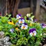 Colorful pansies in a garden bed.