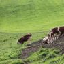 Tiere weiden am Feld, © Wiener Alpen