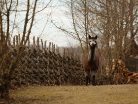 Alpac&aacute;k a kelta faluban, &copy; Gemeinde Schwarzenbach