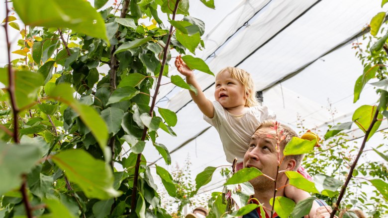 Ein Kind auf den Schultern eines Erwachsenen greift nach Blättern im Obstgarten.