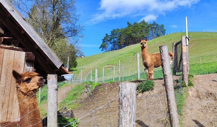 Alpakas auf einem grünen Hügel mit Holzzaun und blauem Himmel.