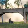Ein Kaninchen sitzt im Gras unter einem Holztisch im Garten.