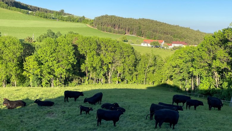 Angus cattle on a green meadow with trees and hills in the background.