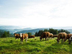 Rinder auf der Schwaig, © © Wiener Alpen in NÖ Tourismus GmbH, Foto: Michael Reidinger