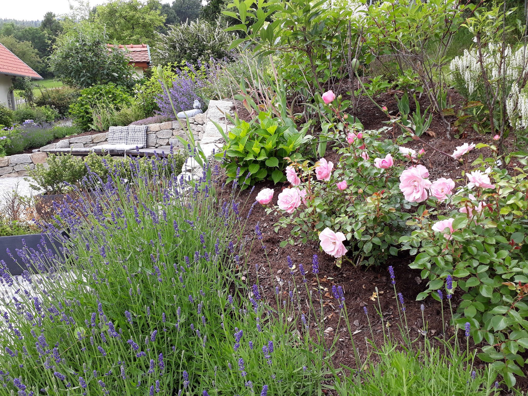 Ein Garten mit blühendem Lavendel und rosa Rosen, im Hintergrund eine Sitzbank aus Stein mit Kissen.