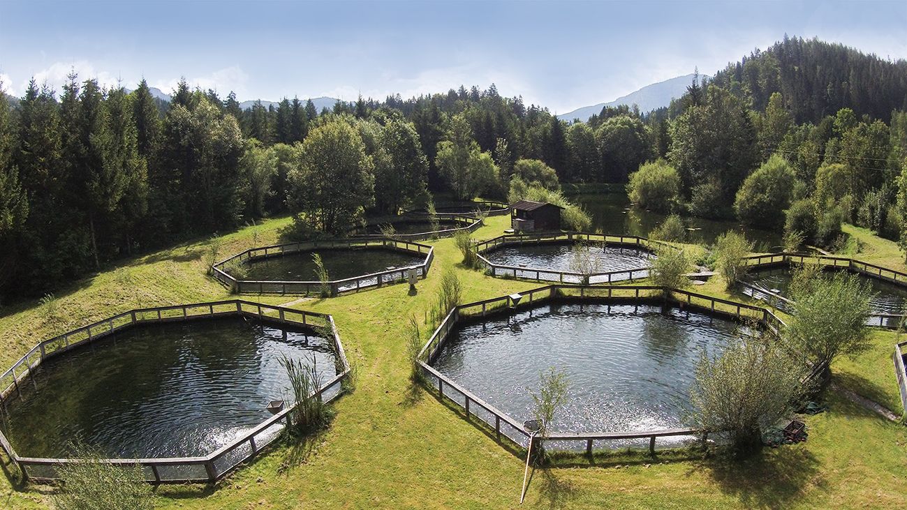 Mehrere Teiche in einer grünen Landschaft mit Bäumen im Hintergrund.