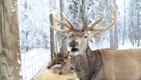 Hirschgehege_Michi Fraller, © Naturpark Hohe Wand