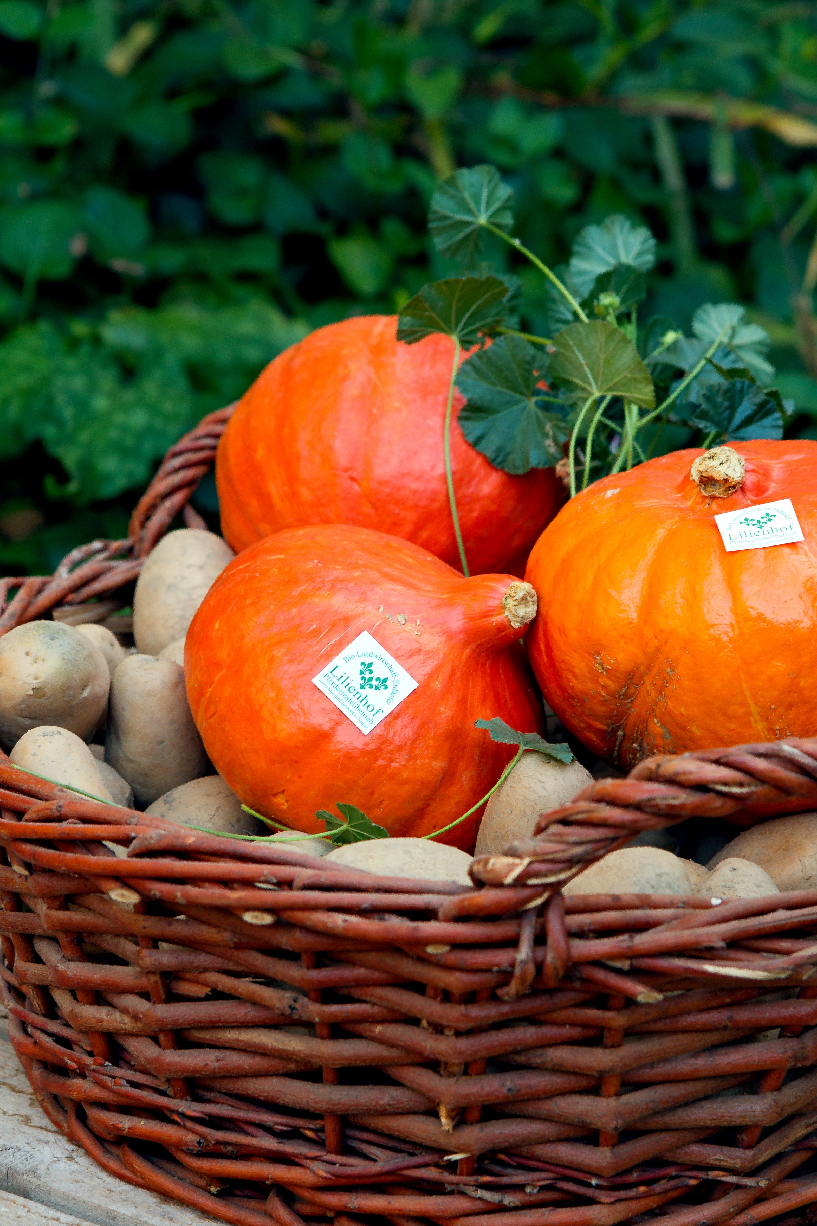 Ein Korb mit Kartoffeln und Hokkaido-Kürbissen, im Hintergrund Blätter.