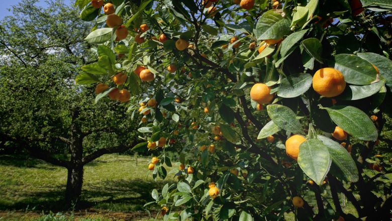 Ein Orangenbaum mit reifen Früchten in einem grünen Garten.
