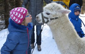 Lamawanderung im Winter, © Naturpark Hohe Wand