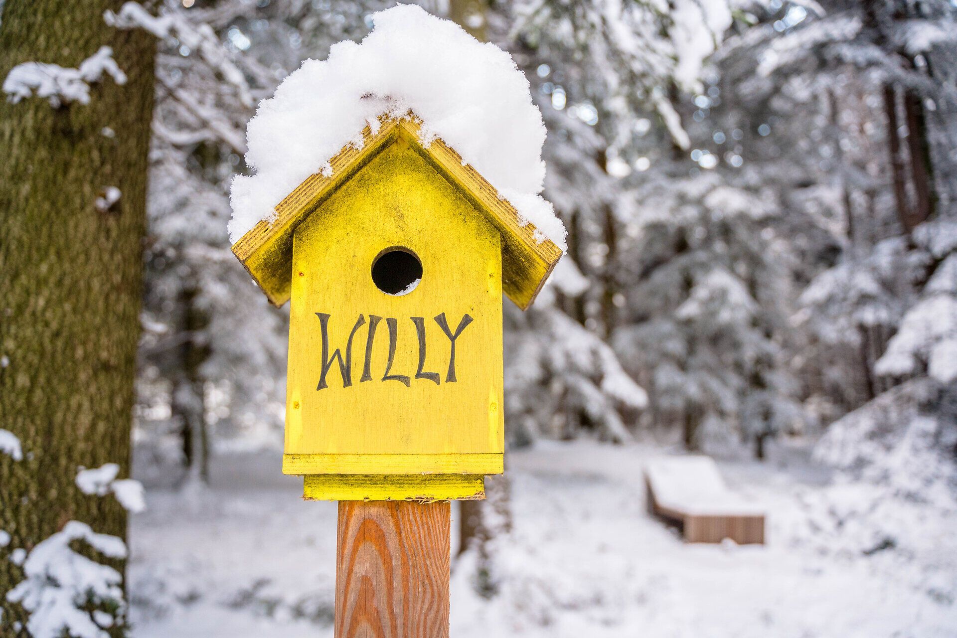 Ein gelbes Vogelhäuschen mit der Aufschrift "Willy" und einer Haube aus Schnee steht im verschneiten Wald.