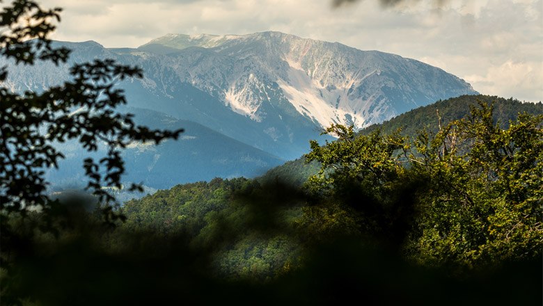 Blick auf den Schneeberg durch B&auml;ume hindurch.
