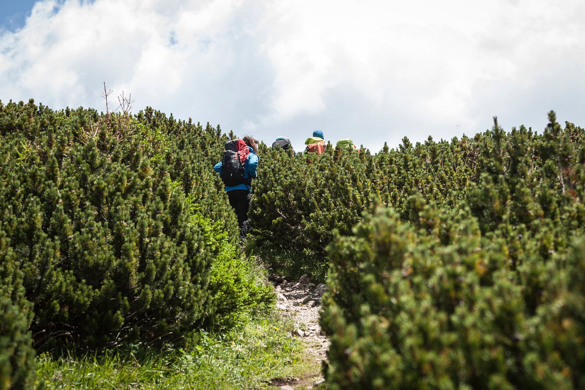 Ein aufregender Aufstieg durch dichte, grüne Sträucher führt Wanderer zu den majestätischen Gipfeln der Wiener Alpen. Die frische Bergluft und das sanfte Licht der Sonne schaffen eine einladende Atmosphäre für Abenteuerlustige. Hier, wo die Natur in voller Pracht erblüht, wird jeder Schritt zum unvergesslichen Erlebnis.
